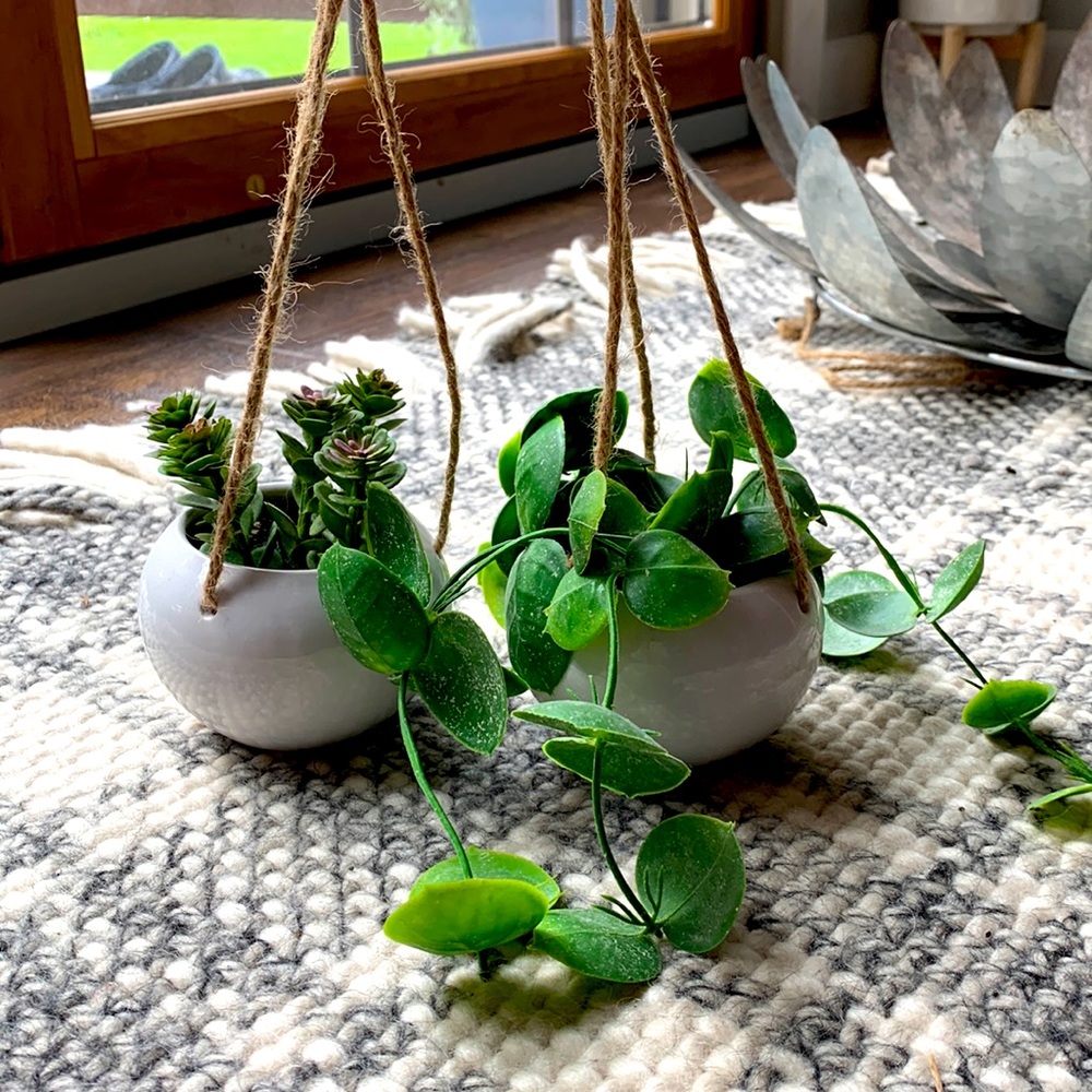 Succulents